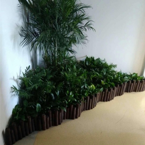 绿植