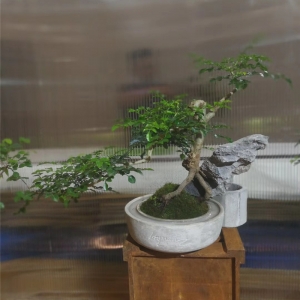绿植