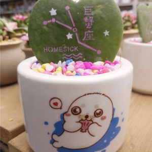 绿植