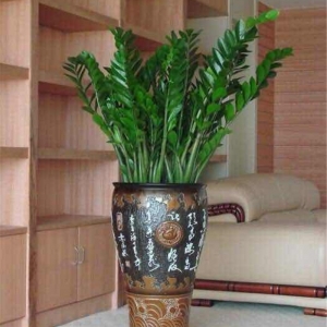 大盆金钱树