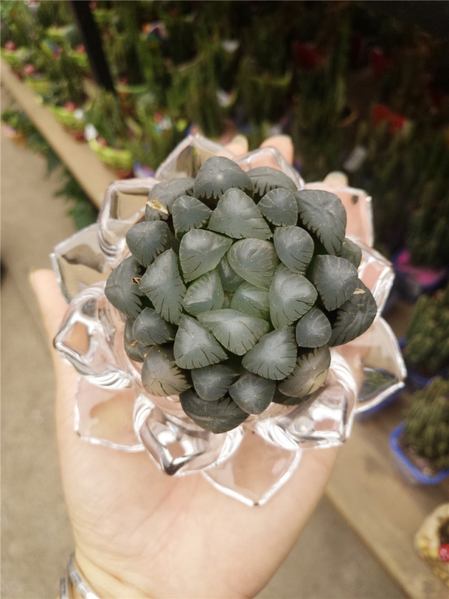 多肉组合