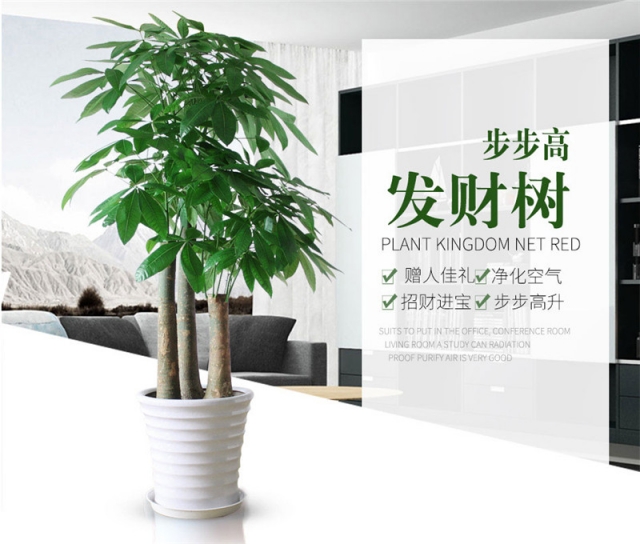 发财树