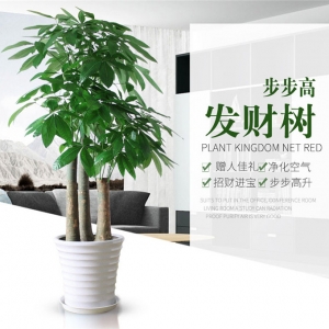 发财树