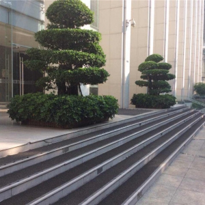 金钱榕造型盆景
