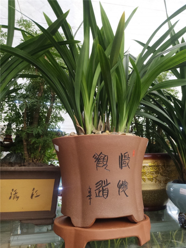 墨兰