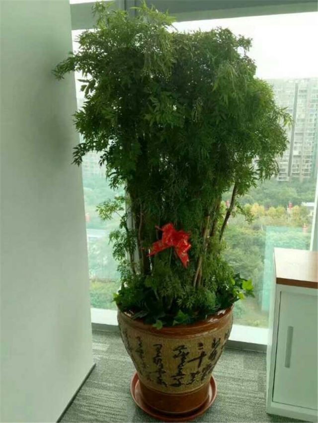 细叶福禄桐
