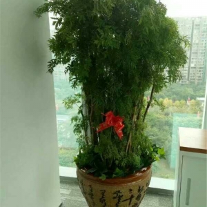 细叶福禄桐