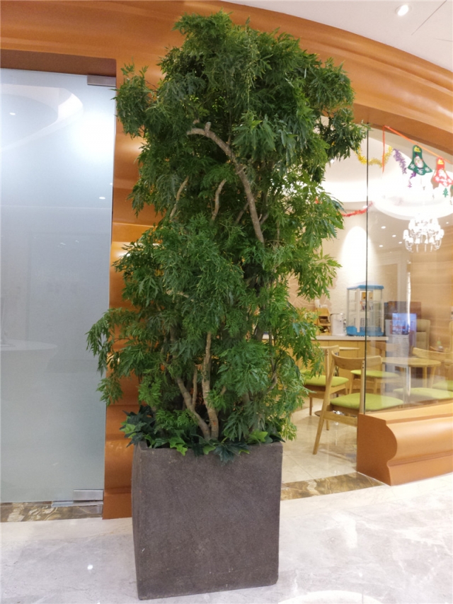 细叶福禄桐