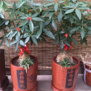 小发财树