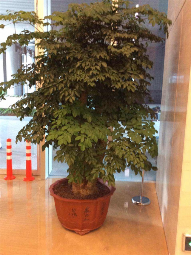 幸福树