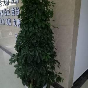 鸭脚木